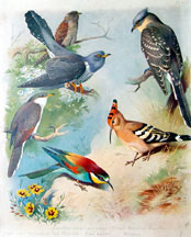 British Birds by Archibald Thorburn (1918)